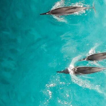 La cagnetta che avvista i delfini - Blog Vikonos